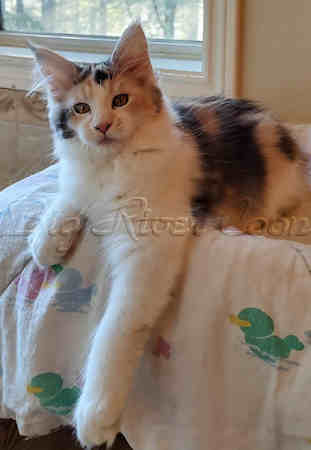 Maine Coon kitten