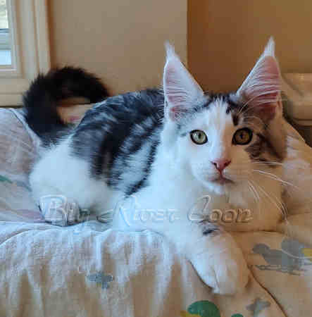 Maine Coon kitten