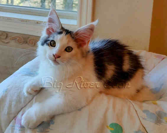 Maine Coon kitten