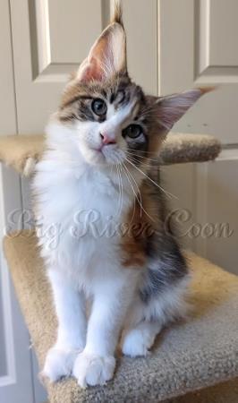 Maine Coon kitten