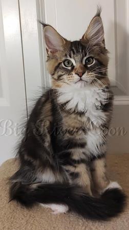 Maine Coon kitten