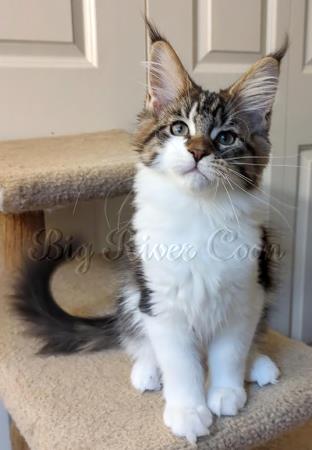 Maine Coon kitten