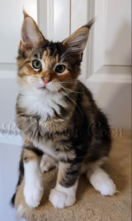 Maine Coon kitten