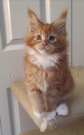 Maine Coon Kitten