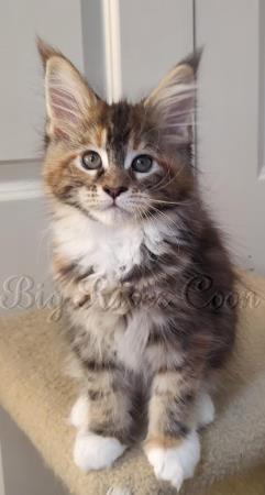 Maine Coon Kitten