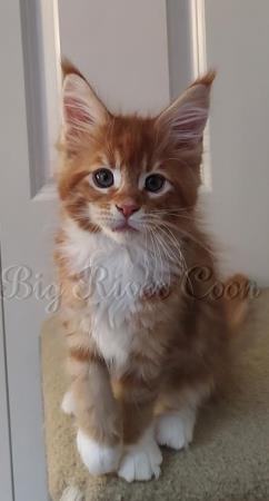 Maine Coon Kitten