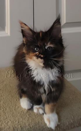 Maine Coon Kitten