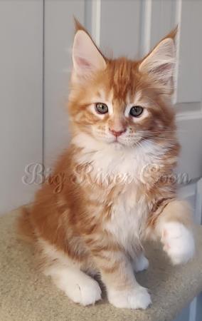 Maine Coon Kitten