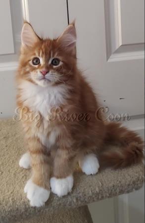 Maine Coon Kitten