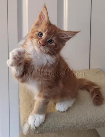 Maine Coon Kitten