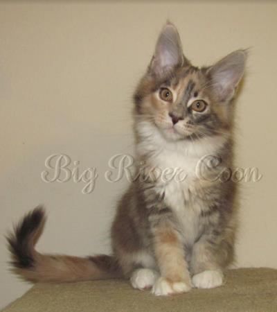 maine coon kitten