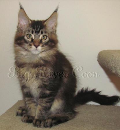 maine coon kitten