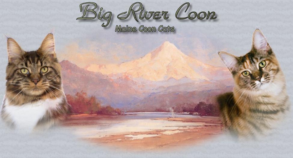 Big River Coon, Maine Coon Cats