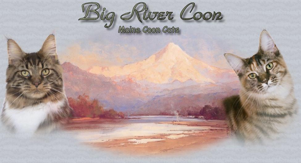 Big River Coon, Maine Coon Cats